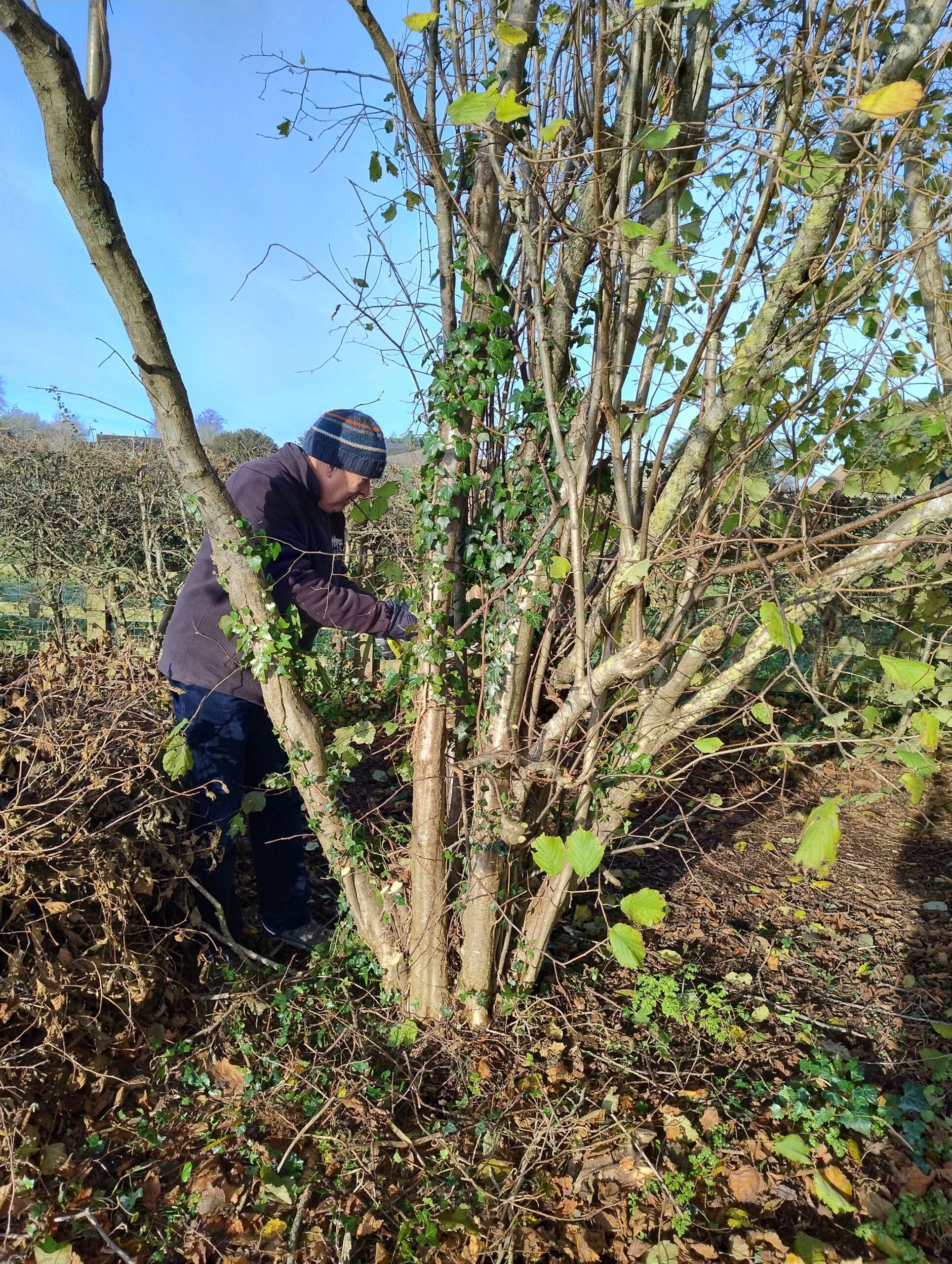 David starts to tackle our tree