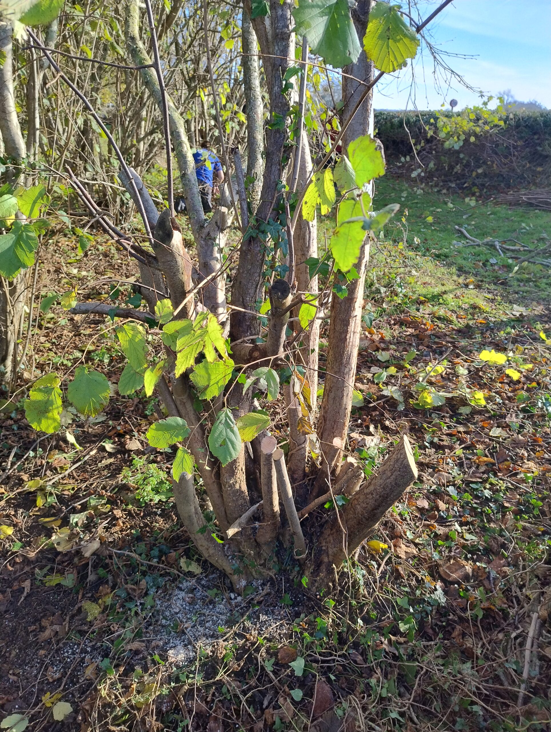 The coppicing is progressing well