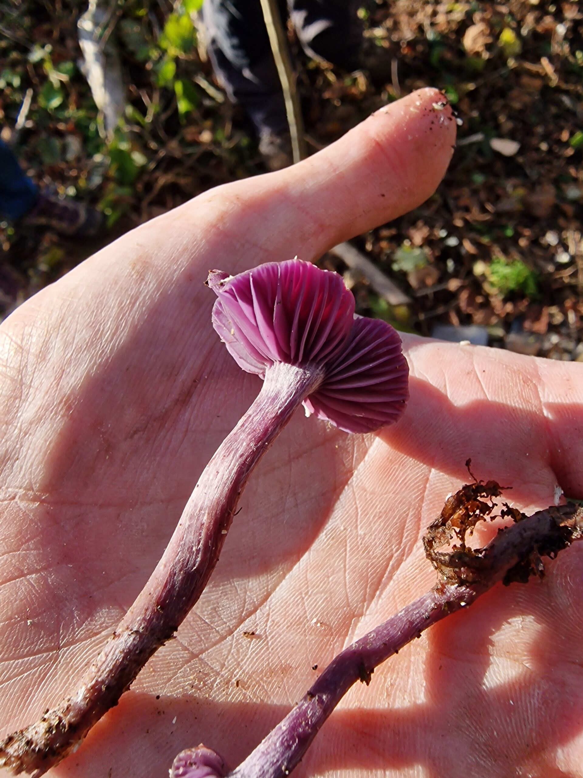 Some interesting mushrooms we found in the Spinney