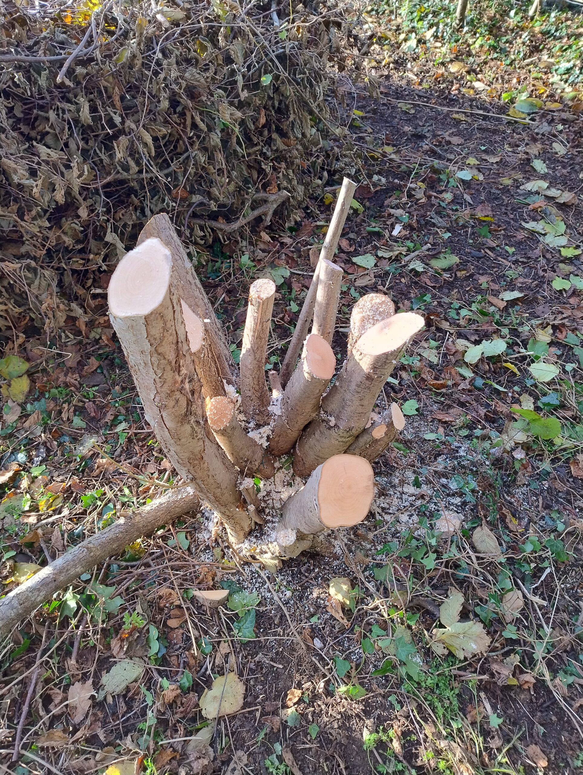 One perfectly coppiced stool - well Catherine was very pleased with our handiwork