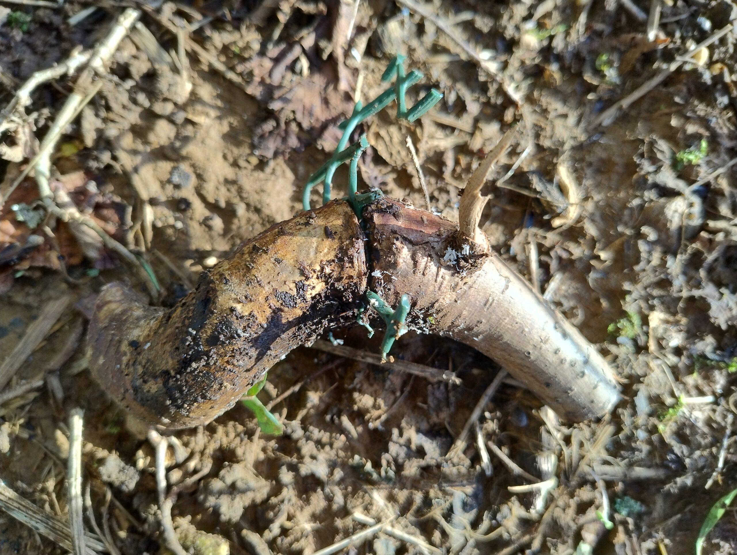 Some of the damage to the tree caused by the original plastic mesh