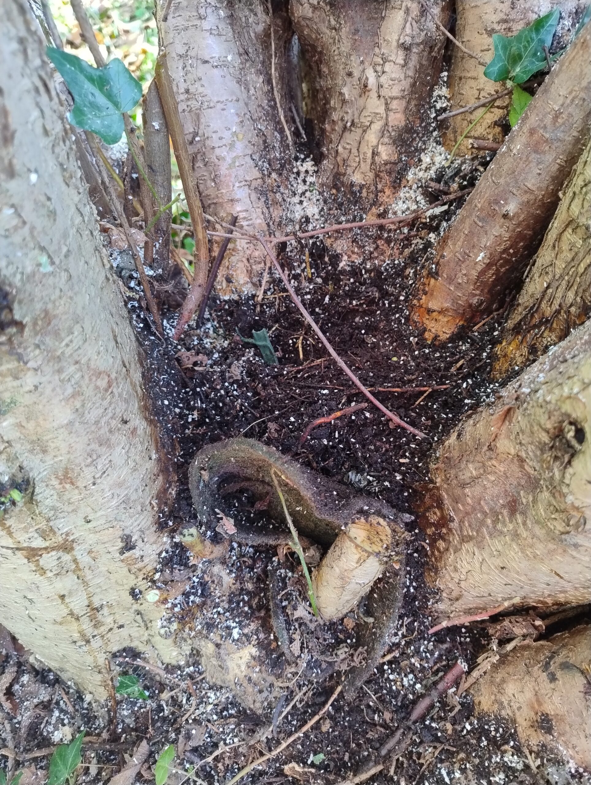 Not sure what we found wrapped around the tree here - looks like some thick fabric ???