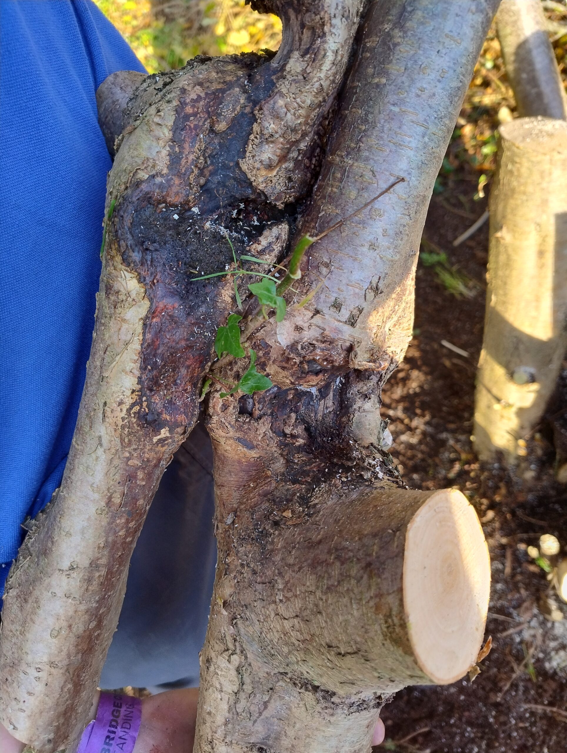 Crosssed branches have caused damage to the hazel tree