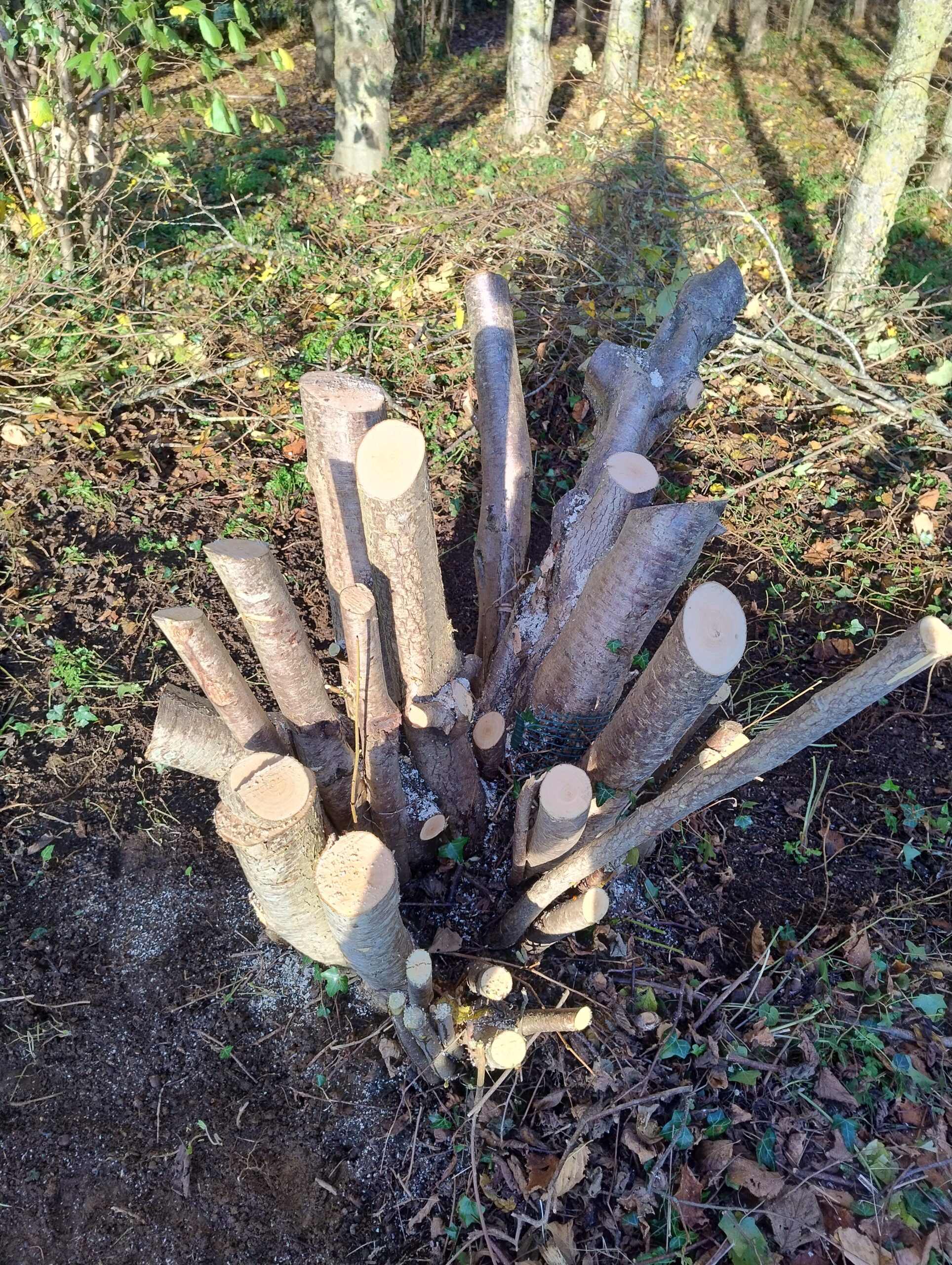 Nest build around the hazel stool to protect the tree as it regrows and regenerates