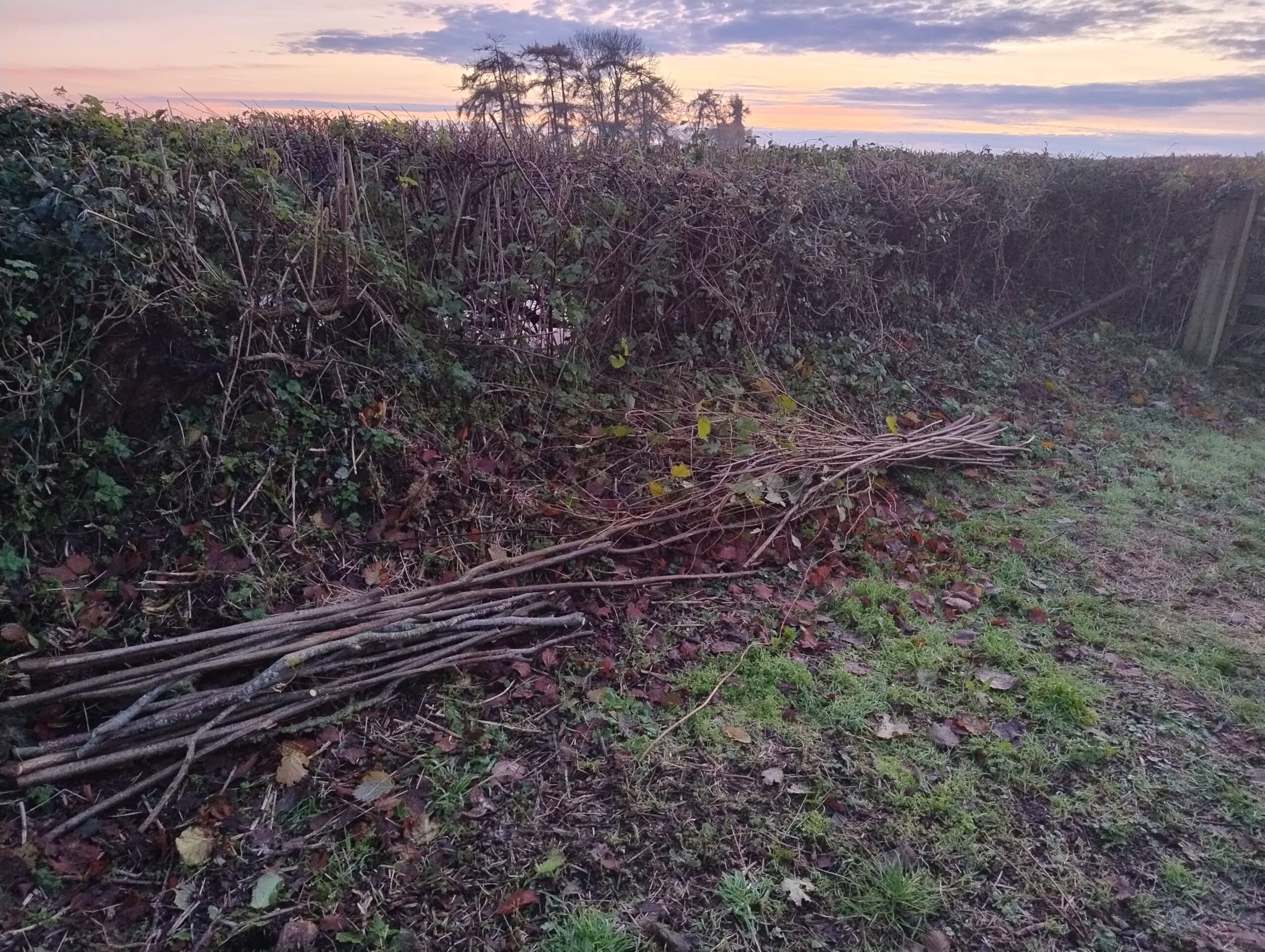 Bean poles and stakes for the Gayton Allotmenteers