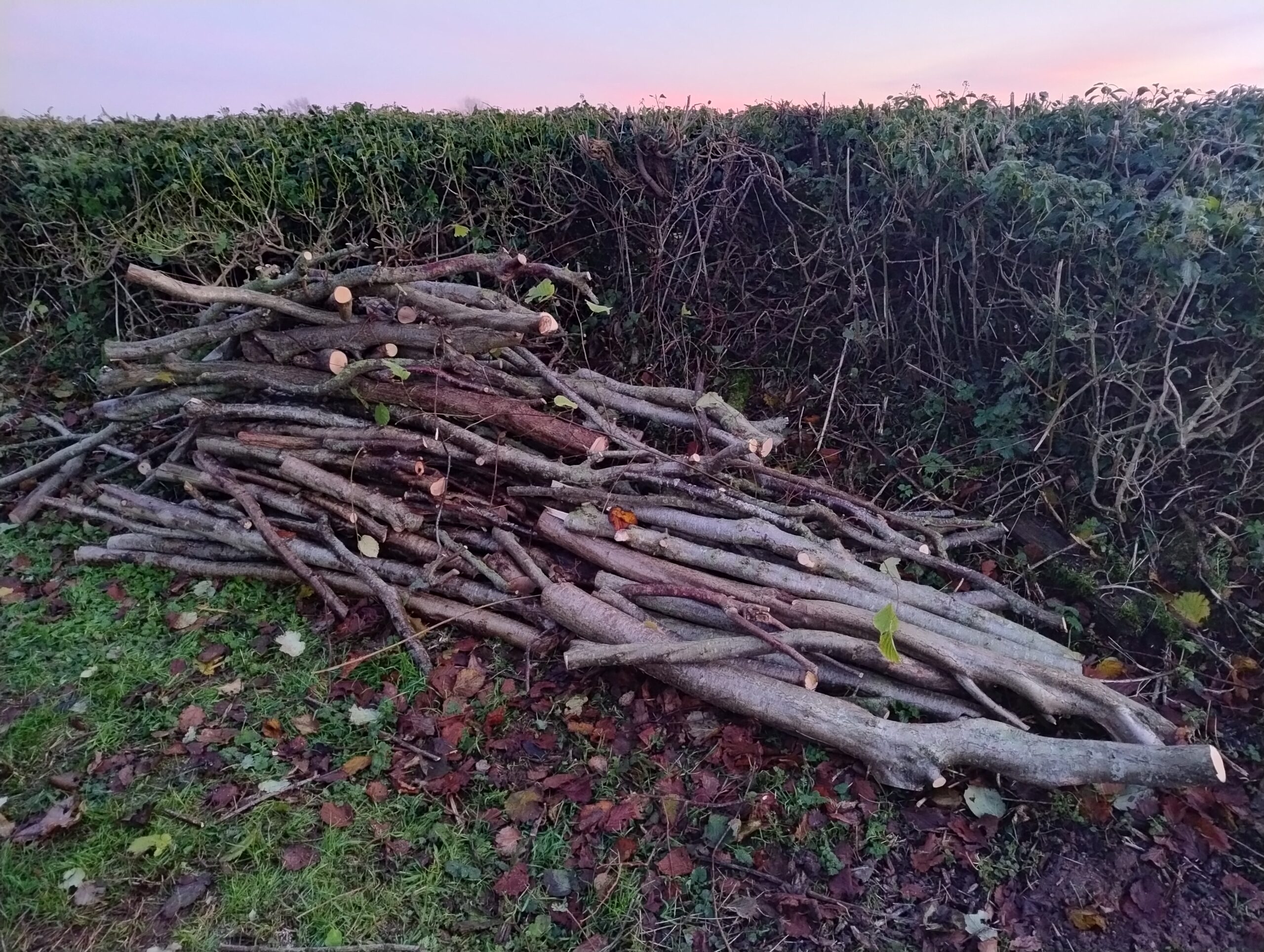 Firewood for use once the wood has been seasoned for a couple of years