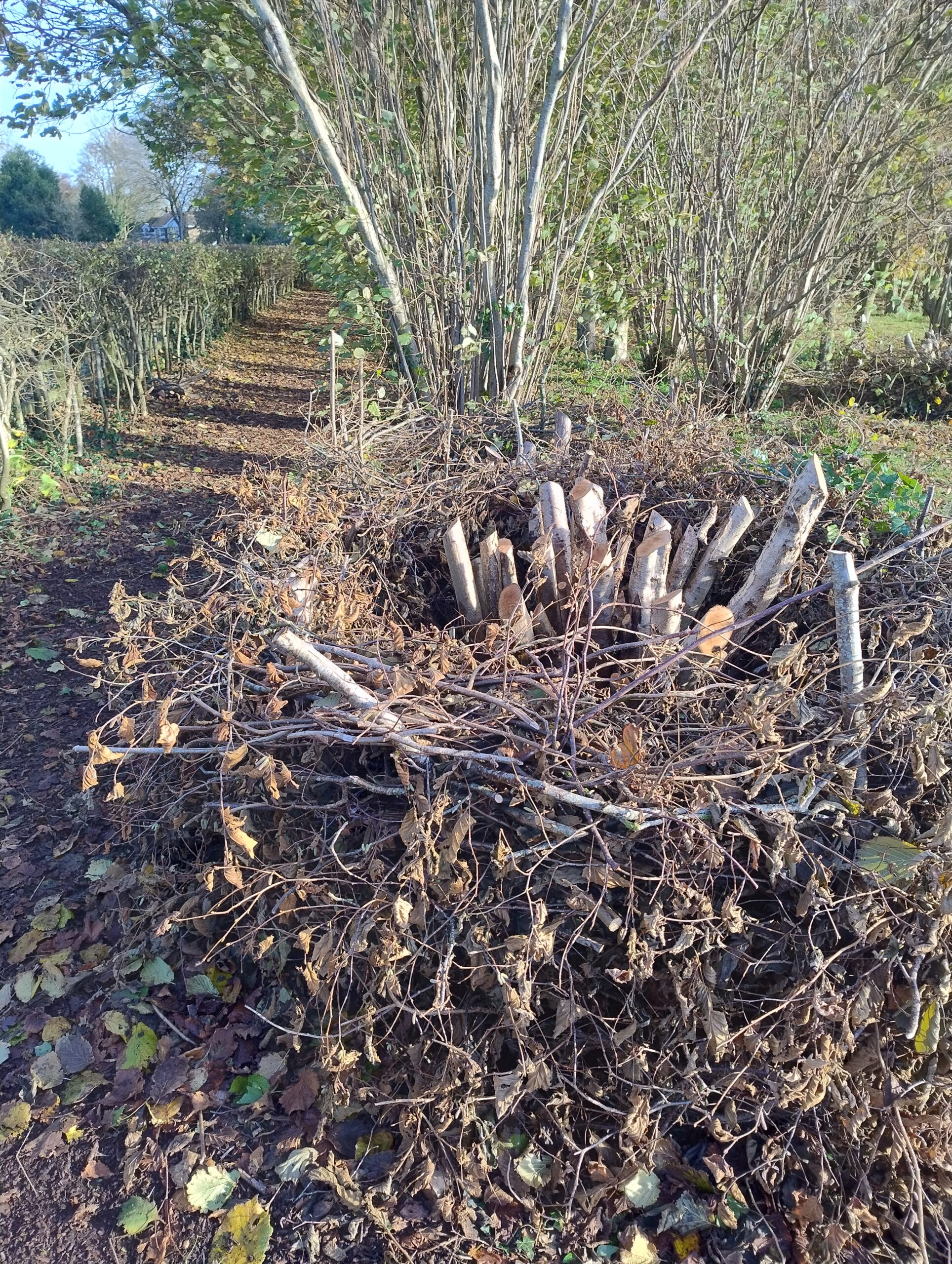 And the next day ... The first nest is still standing .... and protecting the hazel stool although not so green & leafy now