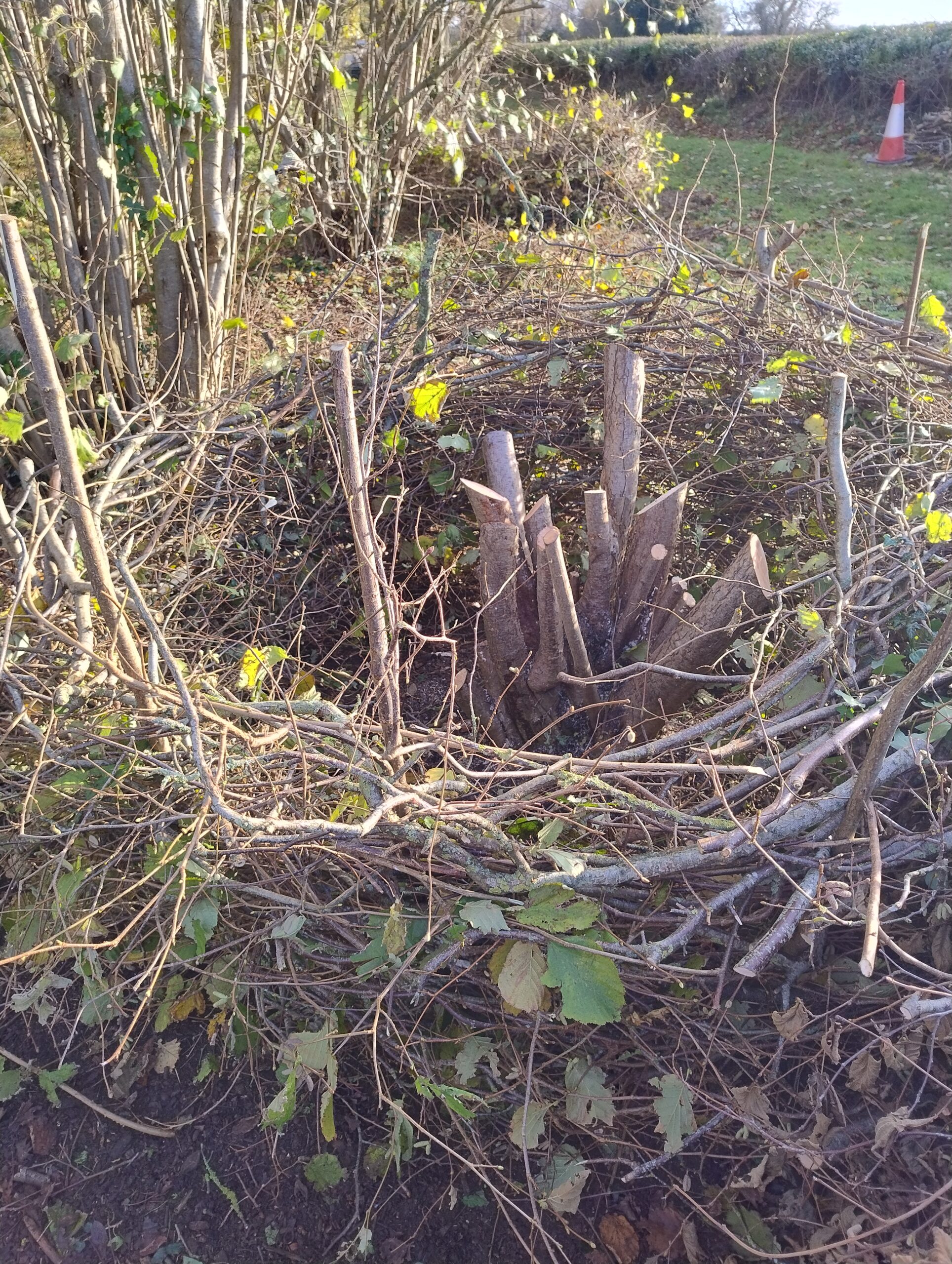 Not such a leafy nest this time ... most of the leaves had fallen from the trees