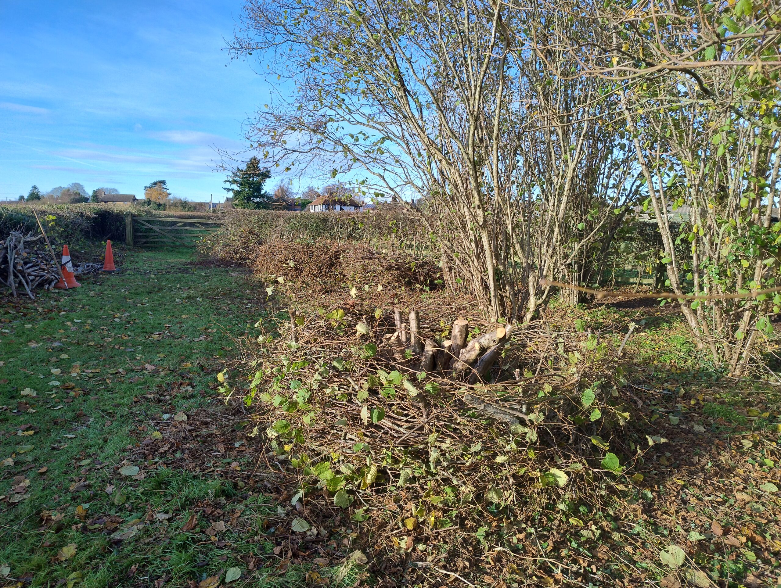 Admiring our handiwork the morning after the coppicing