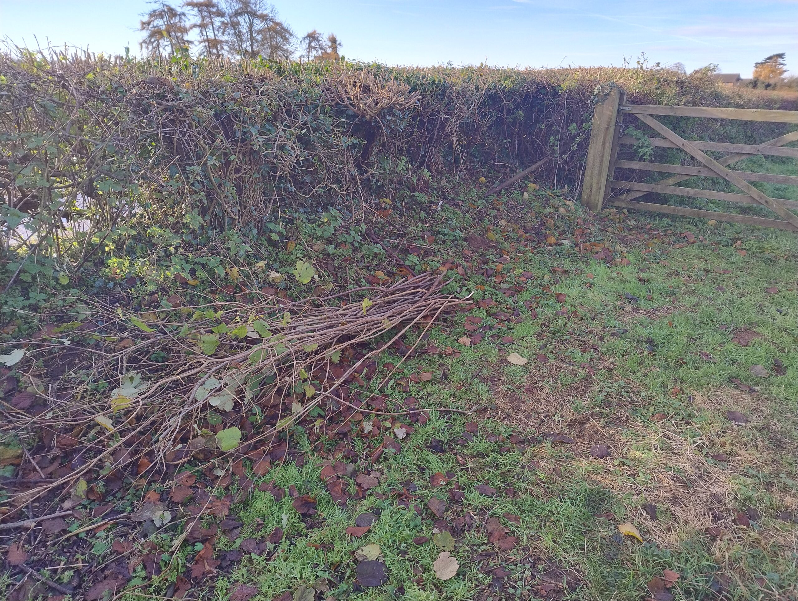 Bean poles harvested for the Gayton Allotmenteers